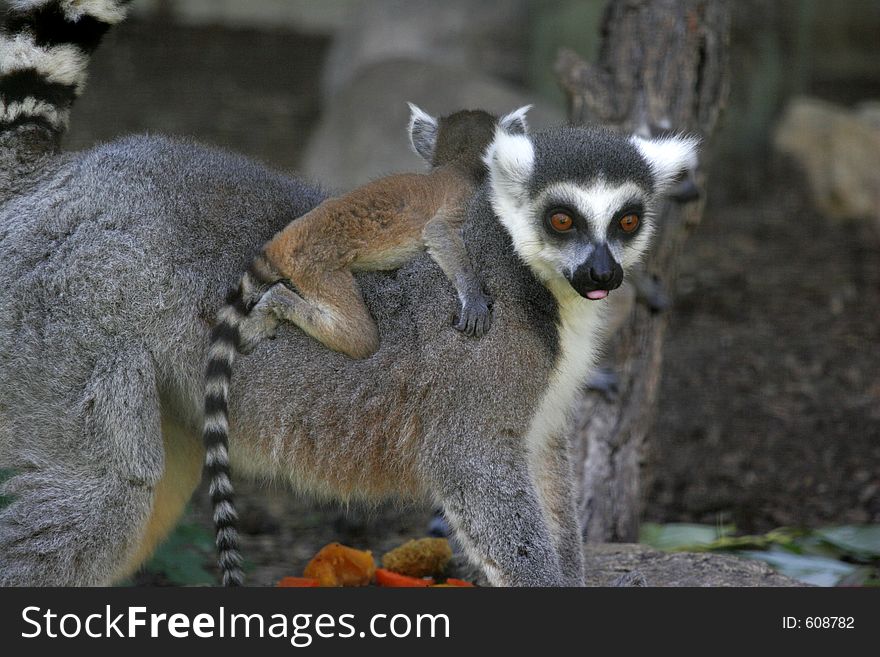 A ringtail lemur with a baby on it's back