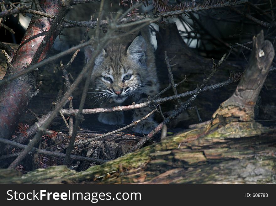 A baby bobcat peeking through the brush. A baby bobcat peeking through the brush