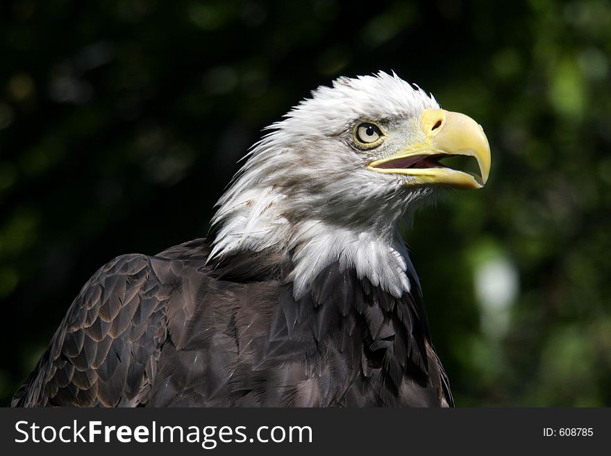 A bald eagle head