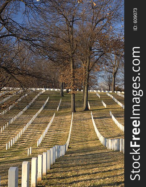 Oak Trees In A Graveyard