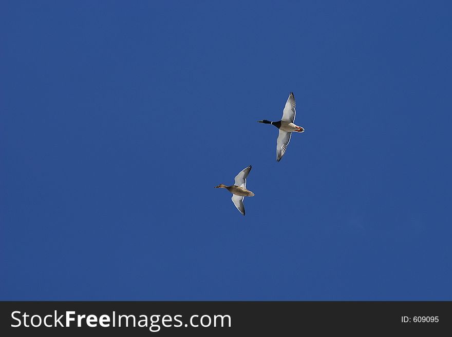 Pair of ducks in the blue sky