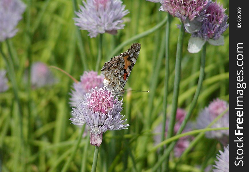 Butterfly On Flower