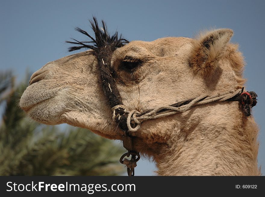 King of desert - Beduin camel. King of desert - Beduin camel