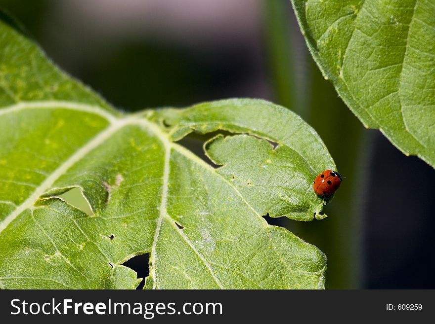 A red lady bug with two black spots eating a sunflower leaf. A red lady bug with two black spots eating a sunflower leaf