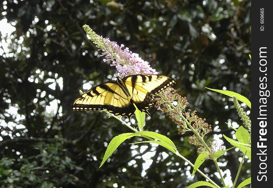 A brigth yellow butterfly perched on a purple flower.