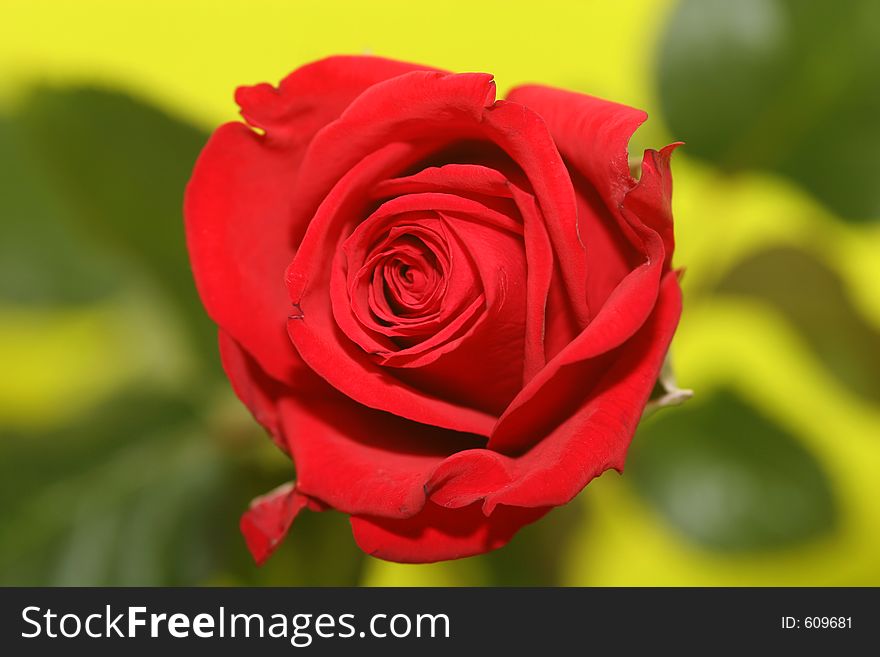 Selective focus on red rose with stalk and leaves blurred. Selective focus on red rose with stalk and leaves blurred