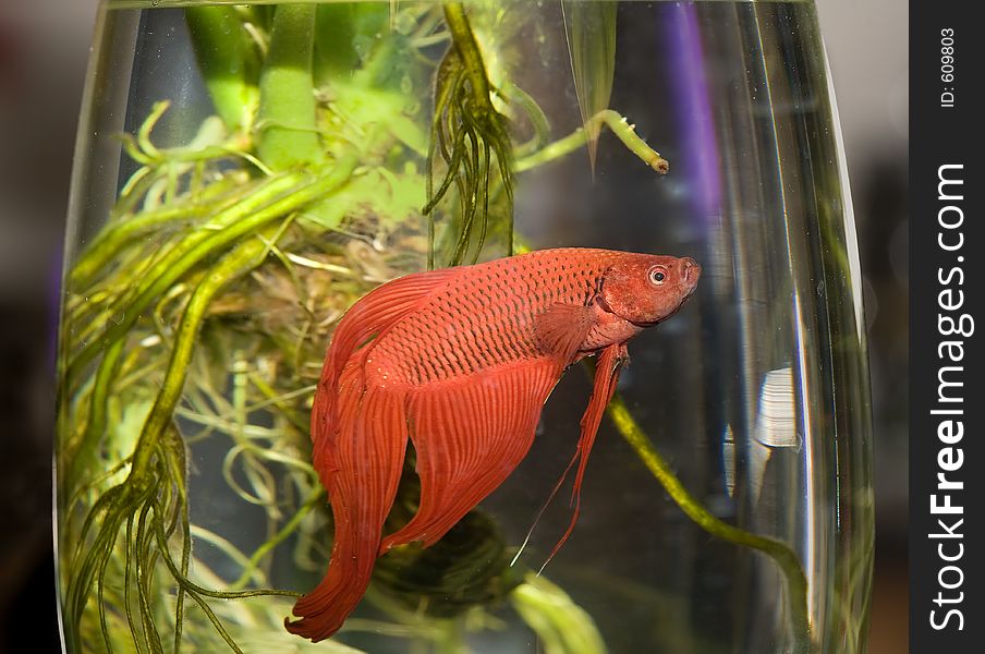 Water life fish in aquarium