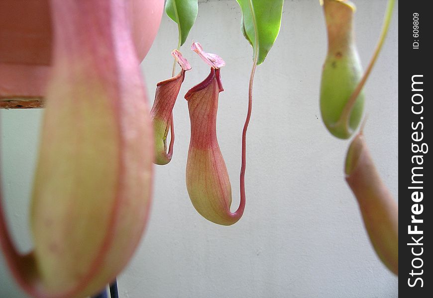 Tropical pitcher