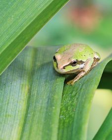 Pacific Treefrog Royalty Free Stock Photography