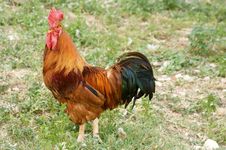 Cockerel Royalty Free Stock Images Cockerel Royalty Free Stock Images