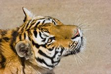Hungry Tiger Royalty Free Stock Photos Hungry Tiger Royalty Free Stock Photos