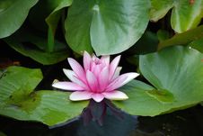 Free Pink Lotus Stock Images