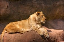 HDR Lion On A Rock Royalty Free Stock Photography