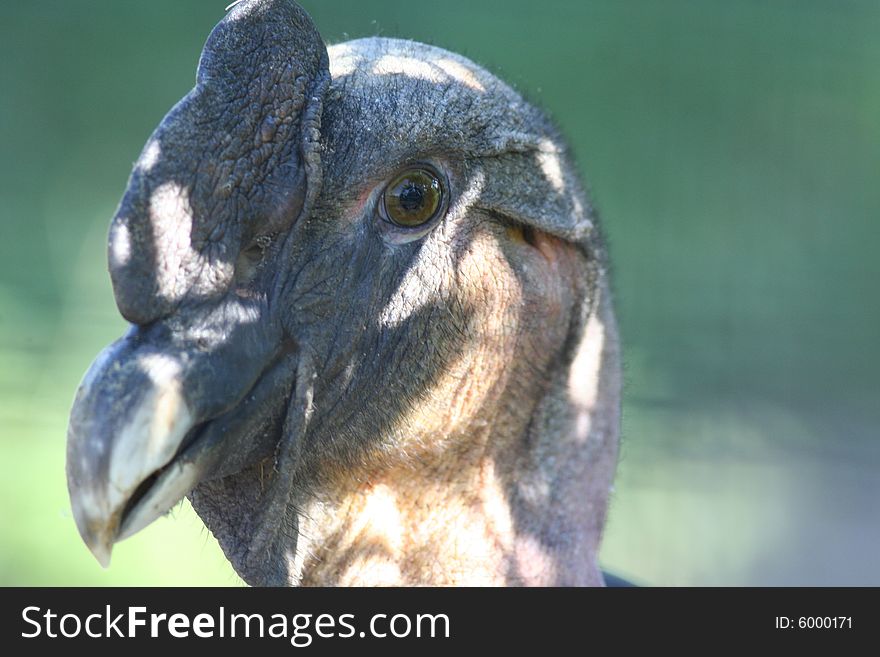 Photo of the head of an condor. Photo of the head of an condor