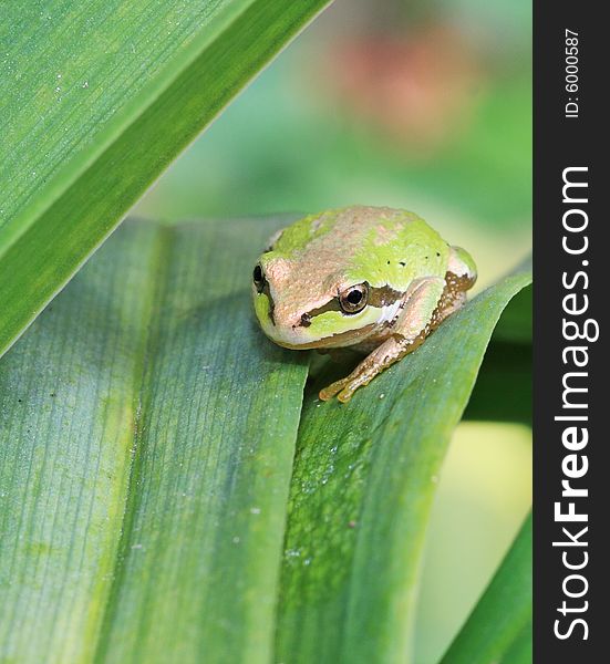 Pacific treefrog