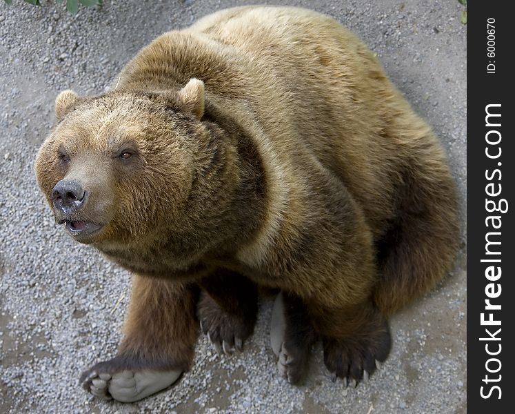 Brown Bear 13