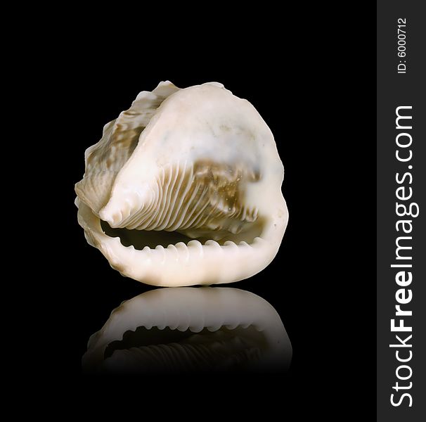 Sea shell with mirrored reflection against black background