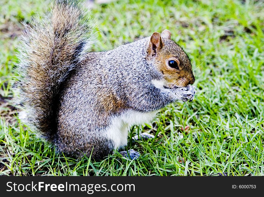 Cute Gray Squirrel Sitting On Green Grass eating nuts