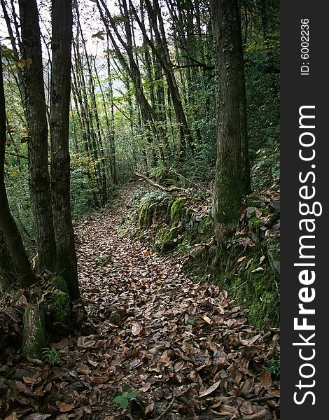 Path in a forest with autumn leafs. Path in a forest with autumn leafs