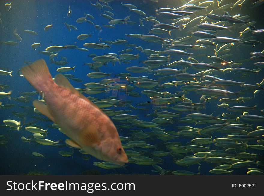 Coral fish in sea aquarium in La Coruna, Spain