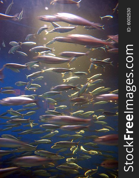 Coral fishies in sea aquarium in La Coruna, Spain