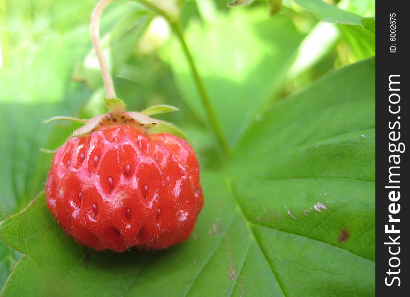 Spectacle strawberries on its sheet