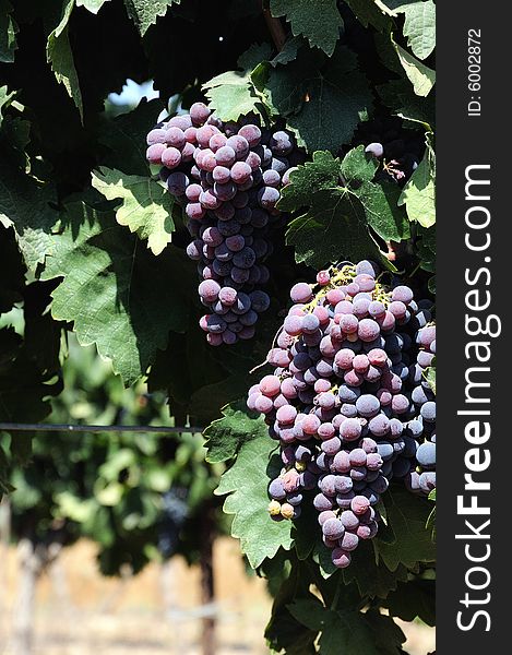 Bunch of red wine grapes  ripens on sun. Bunch of red wine grapes  ripens on sun