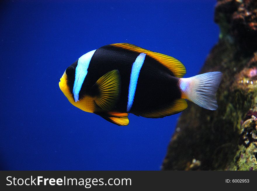 A coral fish  - yellowtail clownfish, amphiprion clarki