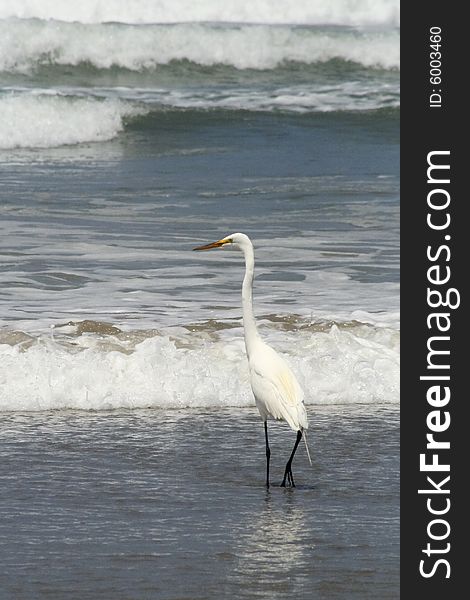 A Great Egret wading on the beach at Morrow Bay California.