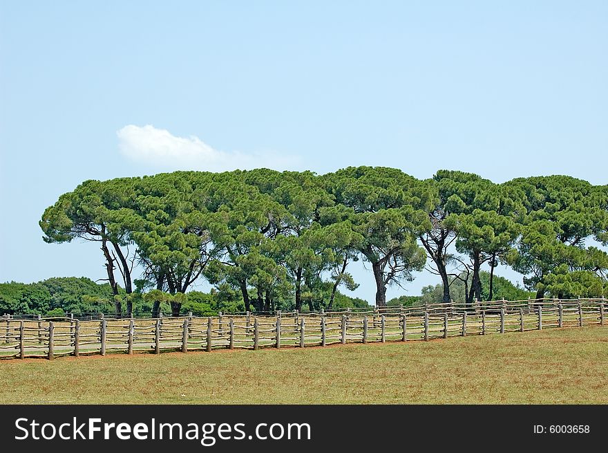 Landscapes with trees row beyond the wooden fence. Landscapes with trees row beyond the wooden fence