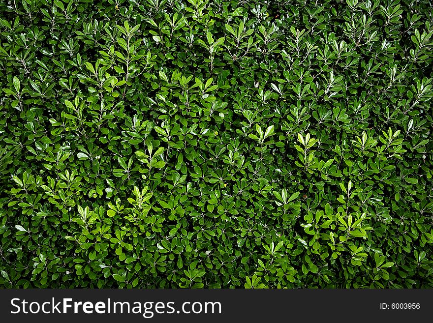 A tall green bush background