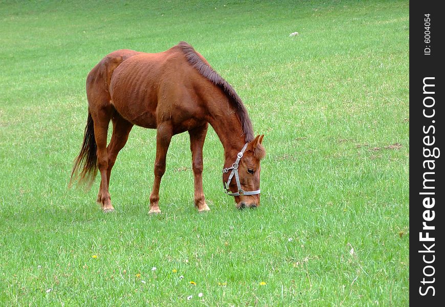 Brown horse on green meadow