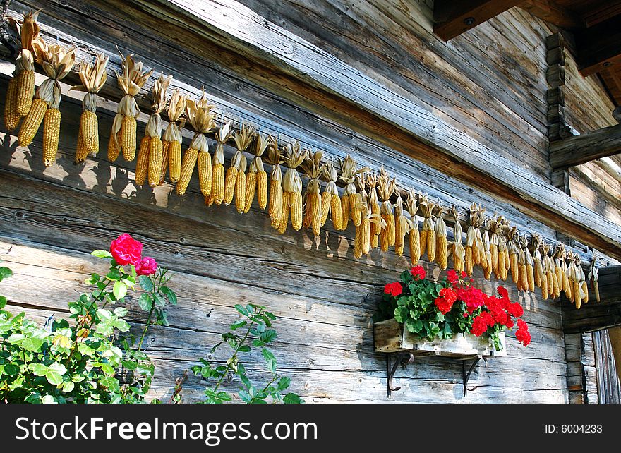 Corncobs and flowers on a wooden wall of the rural house. Tirol, Austria.