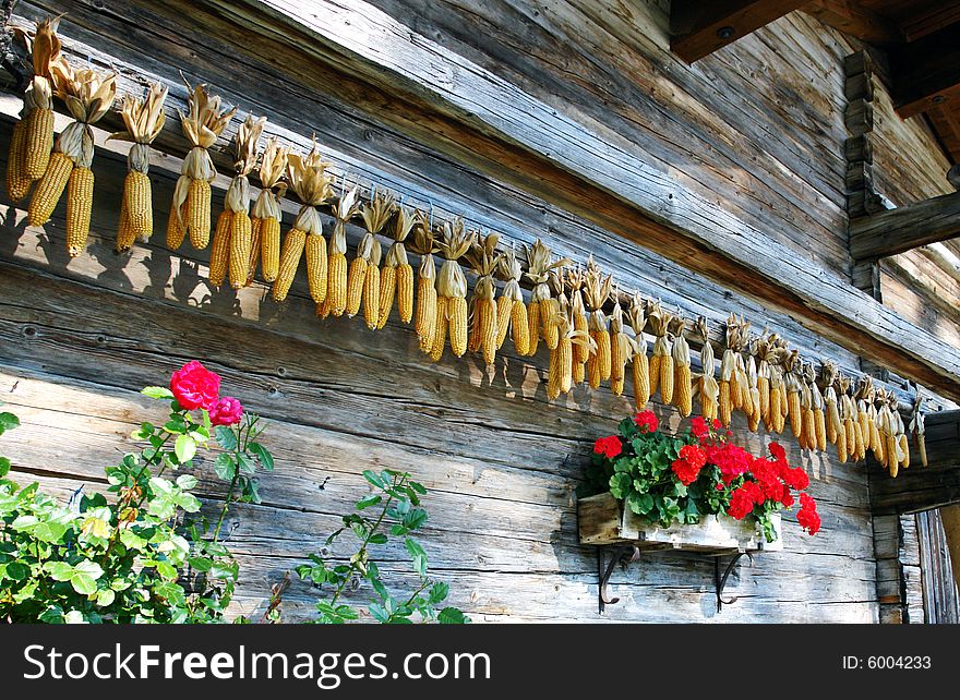 Corncobs And Flowers