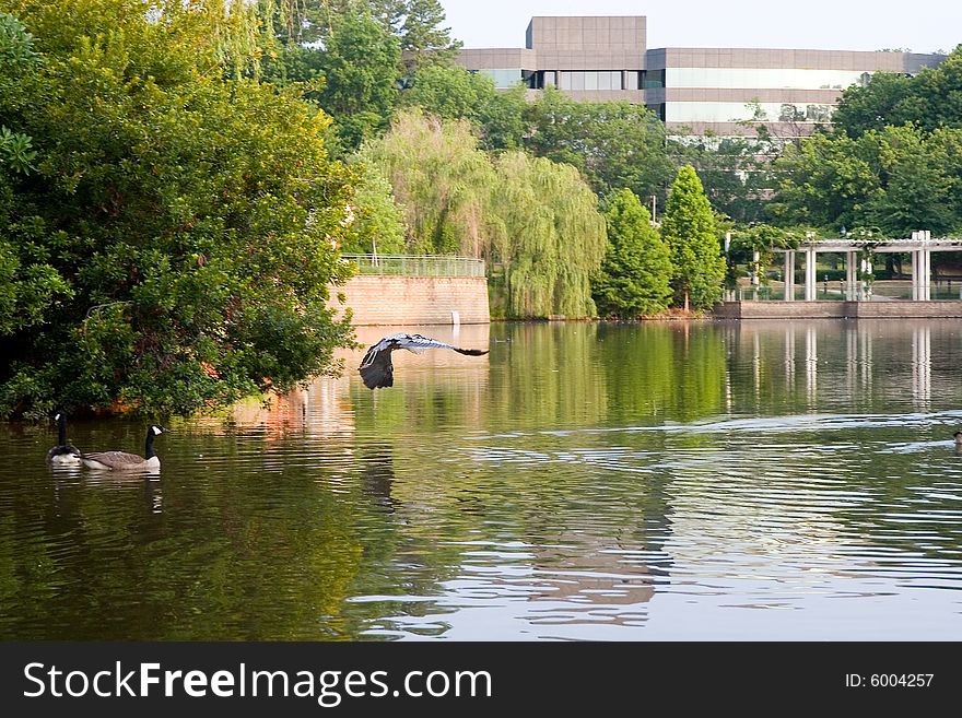 A blue heron flying across a lake and geese. A blue heron flying across a lake and geese