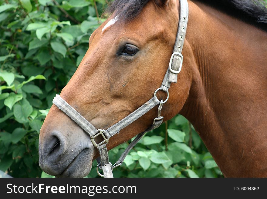 Beautiful brown horse in close up
