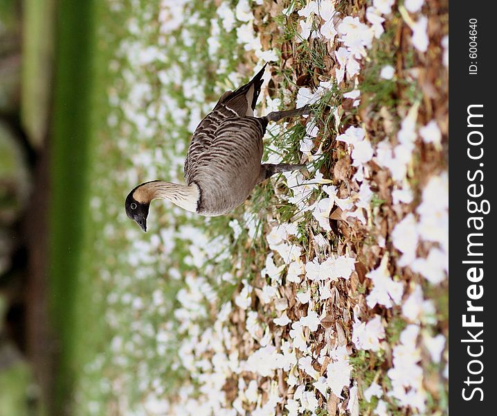 A Nene goose walking through fallen cherry blossoms in Hilo, Hawai'i. A Nene goose walking through fallen cherry blossoms in Hilo, Hawai'i.
