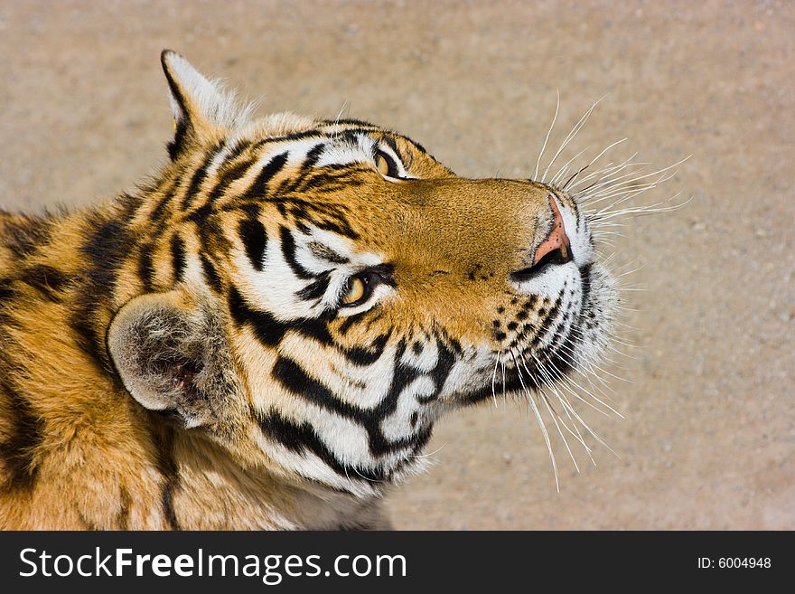 Hungry siberian tiger is looking for a game;. Hungry siberian tiger is looking for a game;