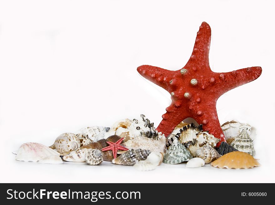 Starfish and seashells on white with a lot of copy space. Starfish and seashells on white with a lot of copy space