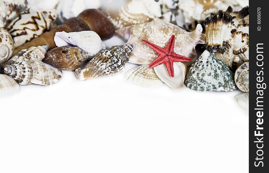 Starfish and seashells on white with a lot of copy space. Starfish and seashells on white with a lot of copy space
