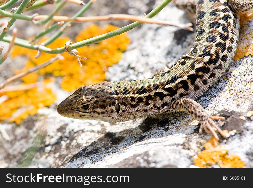 Lizard On The Stone