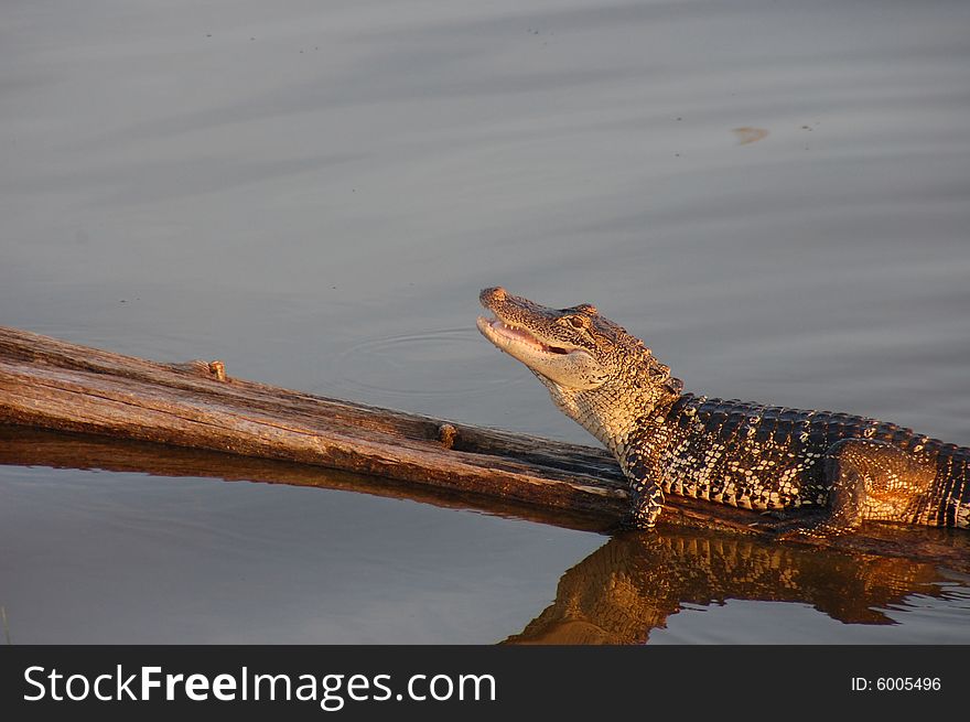 Alligator sunning himself on a log. Taken at Lake Eustis, in Eustis Florida. Alligator sunning himself on a log. Taken at Lake Eustis, in Eustis Florida.