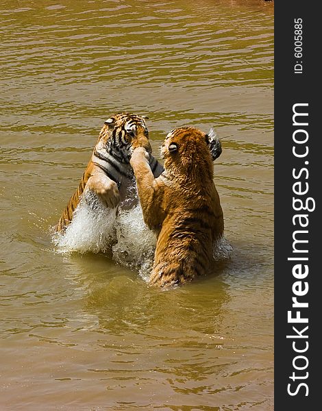 Two wild tigers playing in water;  Tigers in love. Two wild tigers playing in water;  Tigers in love.