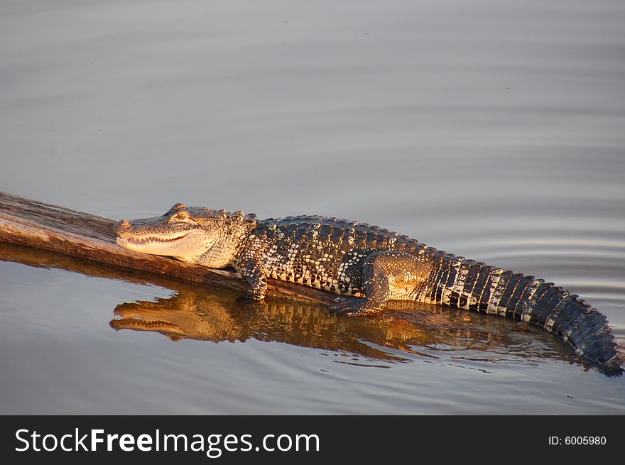 Alligator resting on a log