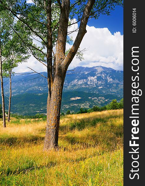 Abruzzo tree and landscape