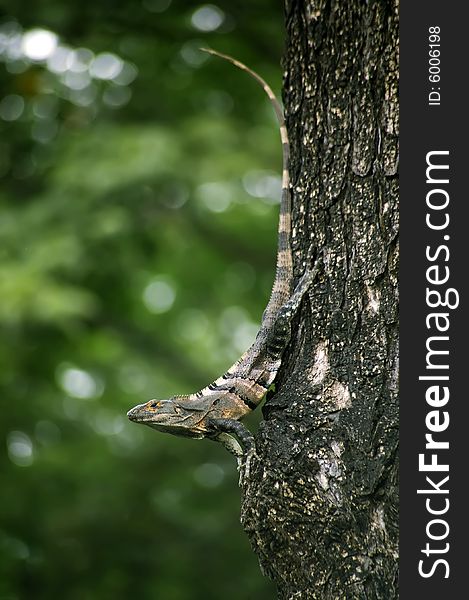 Iguana On A Tree
