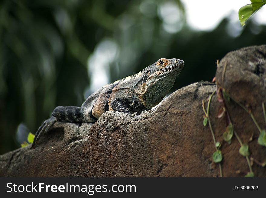 Iguana on a wall