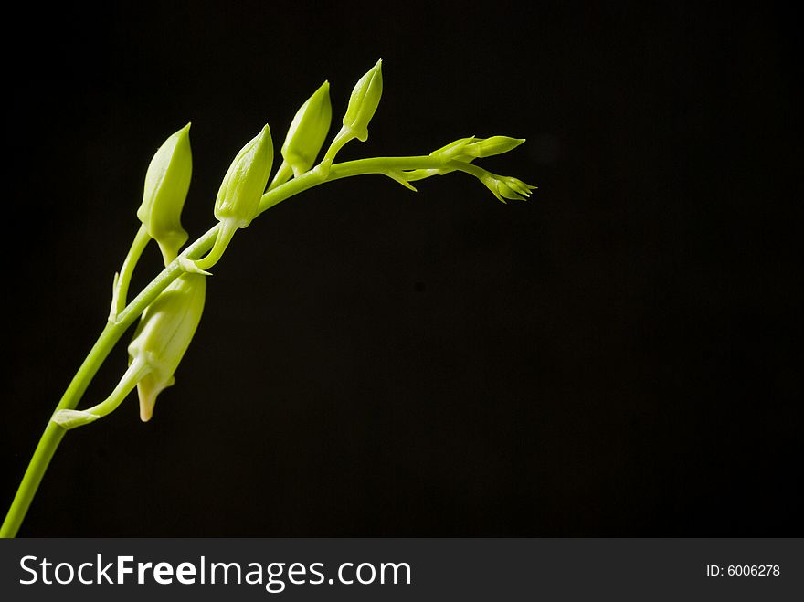 Buds of white orchid shot against black background. Buds of white orchid shot against black background