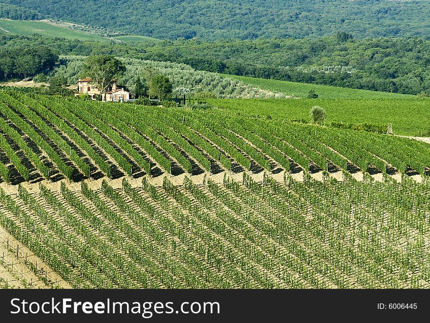 Chianti classico, vineyard and farm