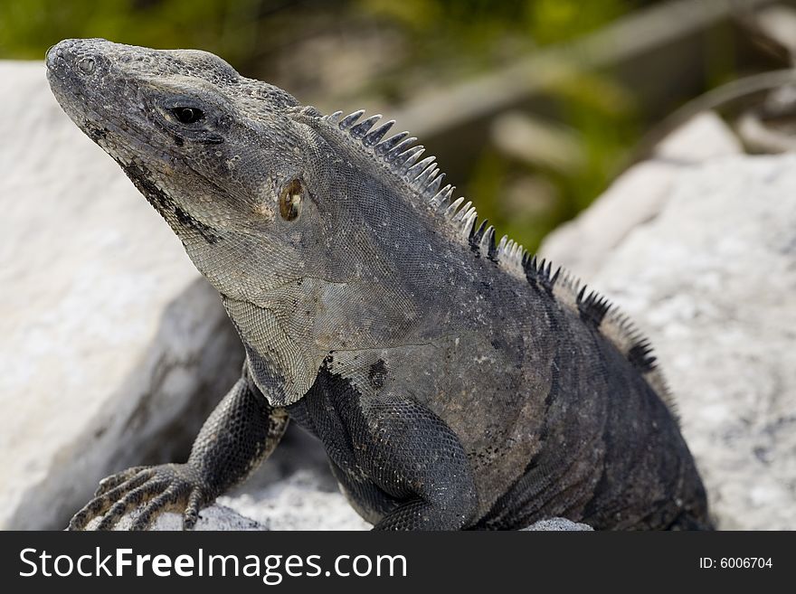 Iguana basking on rocks